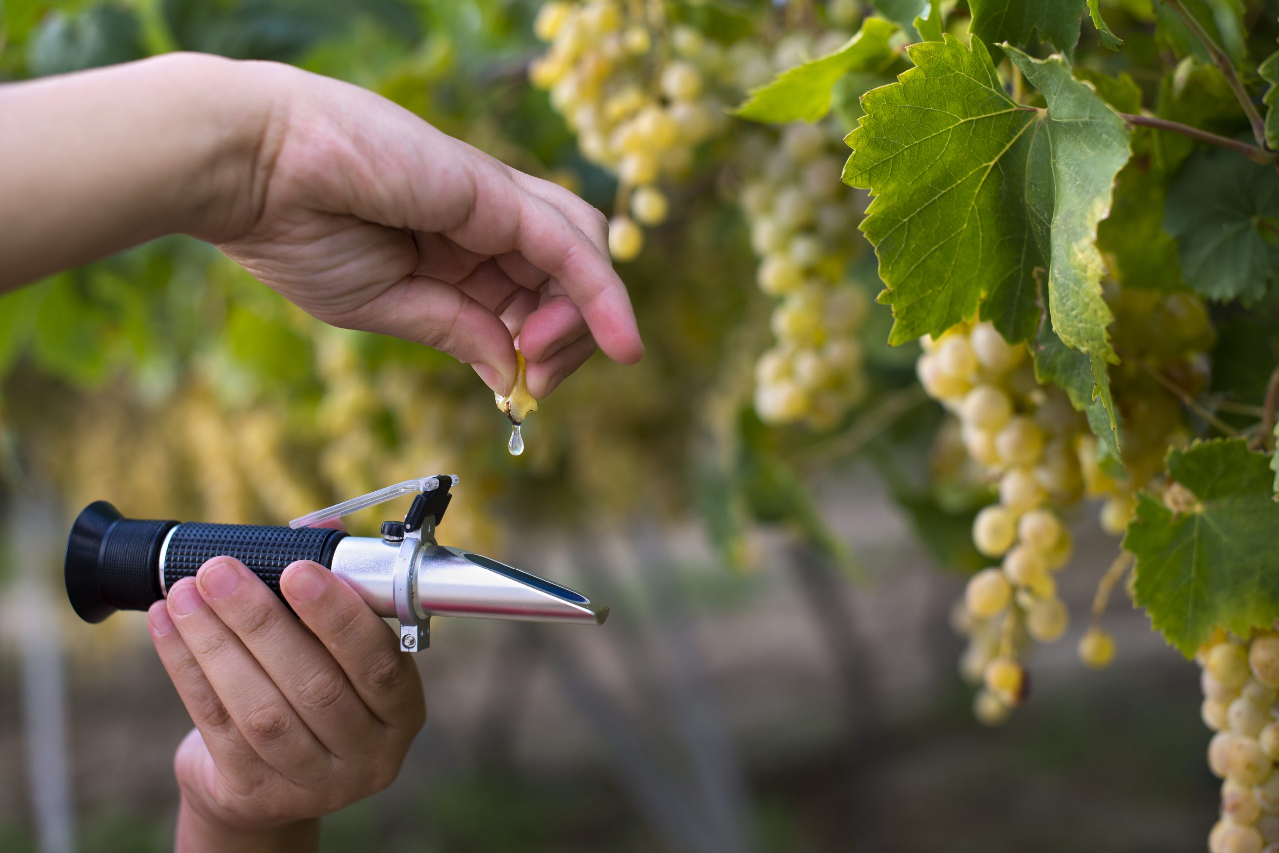 What is the refractometer for in the food industry?