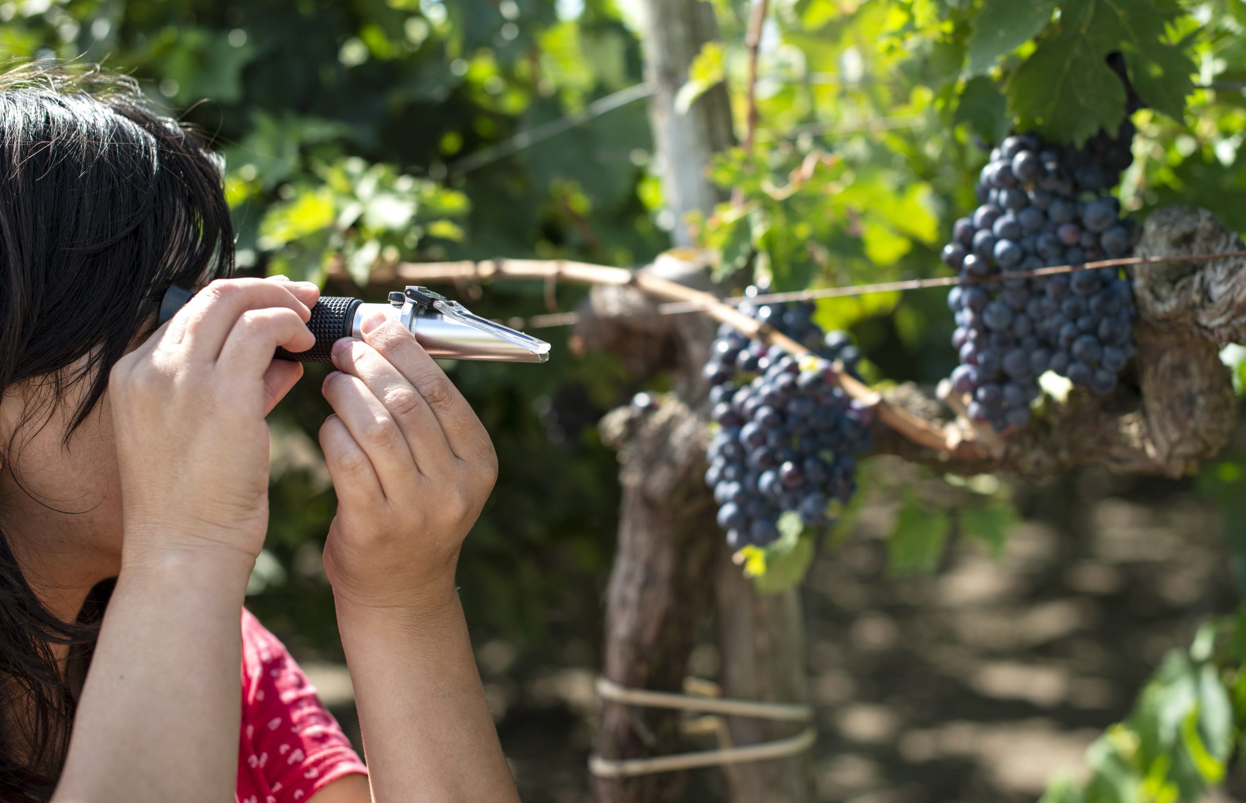 Refractometer: What do they measure?