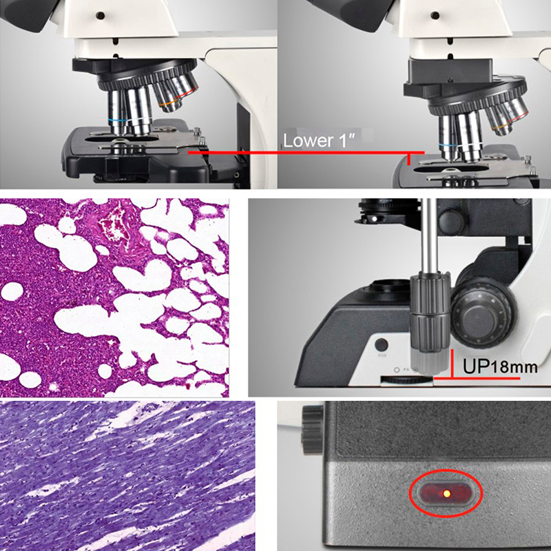 The World of Microscopes: A Close Look at Kalstein's Offerings
